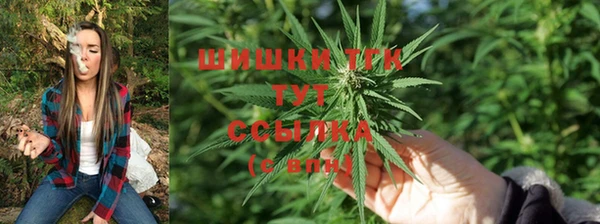 индика Алзамай